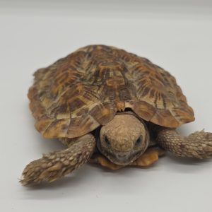 malacochersus tornieri 
tortue crêpes 
tortue pancake
tortue à carapace souple
male adulte 
972273000571660