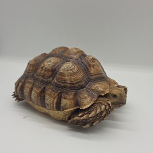 centrochelys sulcata
tortue sillonné
 femelle