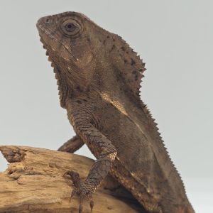 Corytophanes cristatus