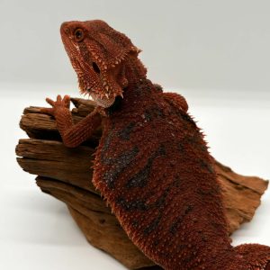 Pogona Vitticeps
dragon barbu
half red monster
half extreme red
het hypo blue tiger