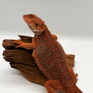 Pogona Vitticeps
dragon barbu
half red monster
half extreme red
blue tiger stripe visual