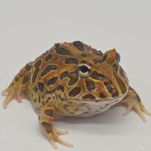 ceratophrys cranwelli 
5 cm
coffee  mutation