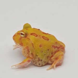 ceratophrys cranwelli 
4 cm
albinos  mutation