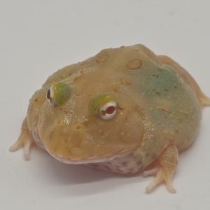 ceratophrys cranwelli
4 cm
super pikachu mutation -