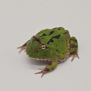 ceratophrys cranwelli
4 cm
green fantasy mutation