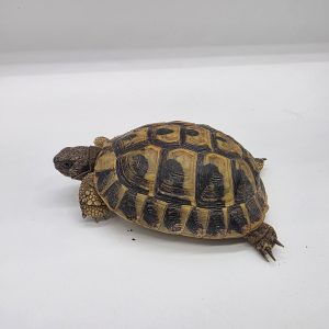 tortue hermann
testudo hermanni hermanni
2023
250228739045939