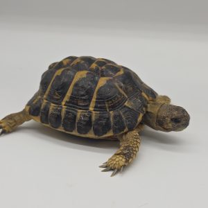 tortue hermann
testudo hermanni hermanni
2023
250228739045931