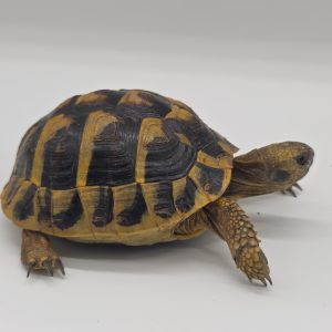 tortue hermann
testudo hermanni hermanni
2023
250228739045935