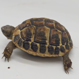 tortue hermann
testudo hermanni hermanni
2023
250228739045933