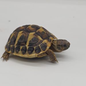 tortue hermann
testudo hermanni hermanni
2023
250228739045862