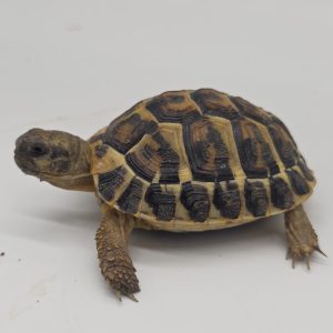 tortue hermann
testudo hermanni hermanni
2023
250228739045929