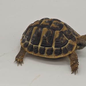 tortue hermann
testudo hermanni hermanni
2023
250228739045869