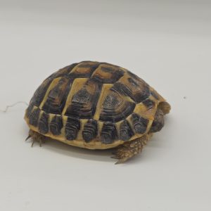 tortue hermann
testudo hermanni hermanni
2023
250228739045865
