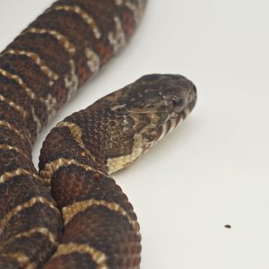 couleuvre d'eau
Nerodia sipedon sipedon