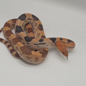 pituophis deppei jani
serpent taureau du Mexique