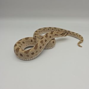 serpent à nez de cochon
heterodon nasicus 
conda 
male adulte