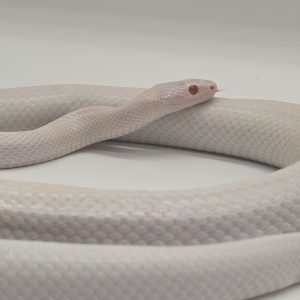 pantherophis guttatus 
serpent des blés 
leucistique 
male adulte