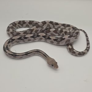 bogertophis subocularis
serpent ratier du trans peco
male  axanthic