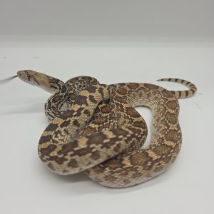 pituophis catenifer affinis 
serpent taureau 
male