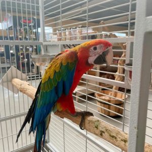 Ara tropicana Eam
Ara bleu x Ara rouge x Ara chloroptère
Ara ararauna x Ara macao x Ara chloropterus
femelle 208796