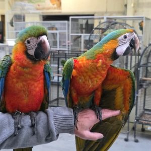 Ara catalina Eam
Ara bleu x Ara rouge
ara ararauna × ara macao
male 198914