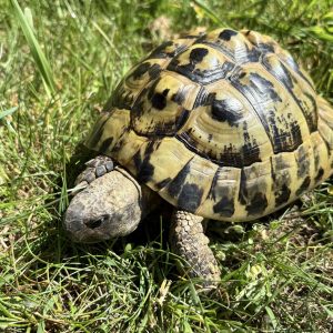 tortue hermann
testudo hermanni boettgeri
male adulte  276099000029043
