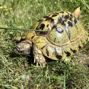 tortue hermann
testudo hermanni boettgeri
femelle adulte
276099000027209