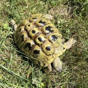 tortue hermann
testudo hermanni boettgeri
femelle adulte
27609900027219