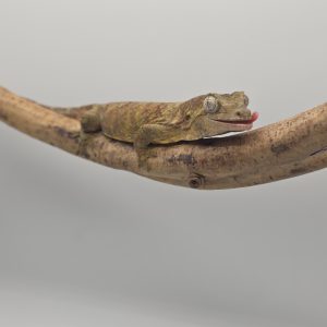 Mniarogekko chahoua (rhacodactylus chahoua)
couple ( male 2024 femelle 2025)