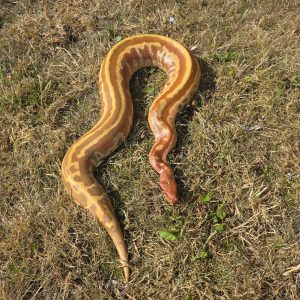 python brongersmai
male
albinos t+ adulte