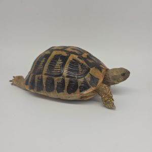 tortue hermann
testudo hermanni hermanni
femelle adulte
900250000816840
2012