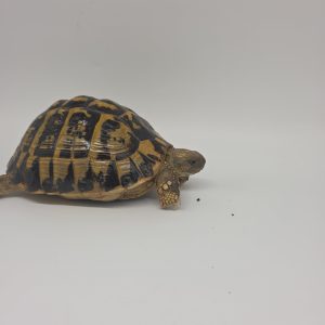 tortue hermann
testudo hermanni hermanni
femelle adulte
900250000816830
2012