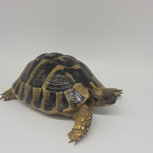 tortue hermann
testudo hermanni boettgeri
femelle 2013
900250000721885