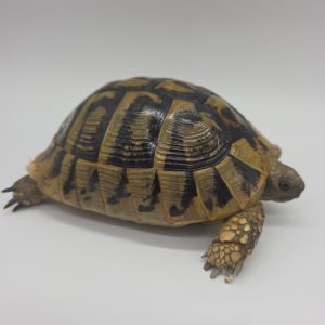 tortue hermann
testudo hermanni boettgeri
femelle 2014
705035000015890