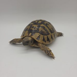 tortue hermann
testudo hermanni boettgeri
femelle 2017
900250000720884