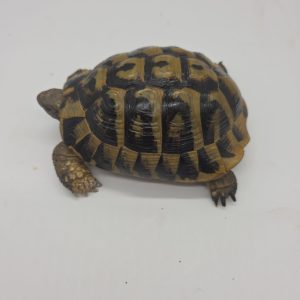 tortue hermann
testudo hermanni boettgeri
male 2015
900250000816056