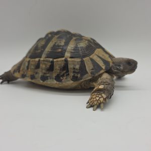tortue hermann
testudo hermanni boettgeri
femelle adulte 2007
276099000031224