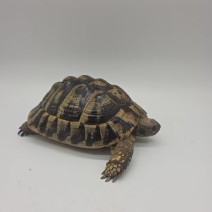 tortue hermann
testudo hermanni boettgeri
femelle adulte 2007
276099000031223
