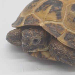 Agrionemys horsfieldii
testudo horsfieldii
tortue des steppes
male