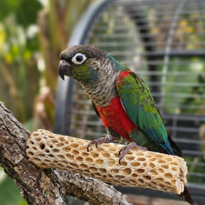 Conure perlata