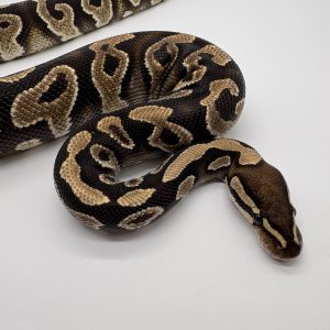 Python royal asphalt het clown mâle