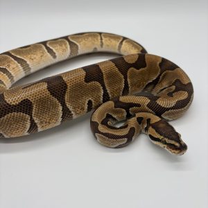 Enchi dh clown lavender albinos