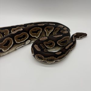 Python royal black pastel mâle