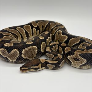 Python royal yellow belly/ asphalt het clown femelle