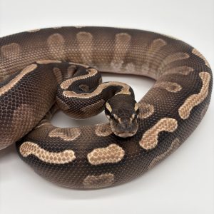 Python royal ghi Mojave het clown mâle adulte