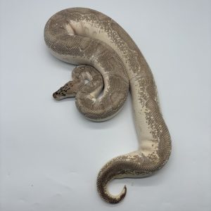 Python royal pastave enchi clown femelle