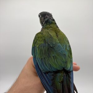 Conure perlata