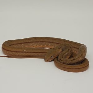 Elaphe Carinata
Serpent Ratier Royal
male 2026 01