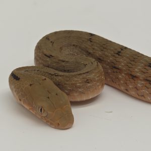 Elaphe Carinata
Serpent Ratier Royal
femelle 2026 01