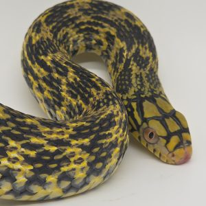 Elaphe Carinata
Serpent Ratier Royal
male yellow 2025 01